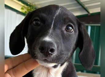 ♥ELENA♥ süßes, offenes neugieriges Hundemädchen 26cm (wachsend) -wird kleiner bleiben bis mittelgroß