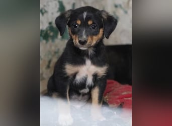 ⭐️LICO⭐️, kleiner Racker, Welpe, Rüde, 4 Monate, ca. 18 cm (im Wachstum), Mischling, Tierschutz Rumä