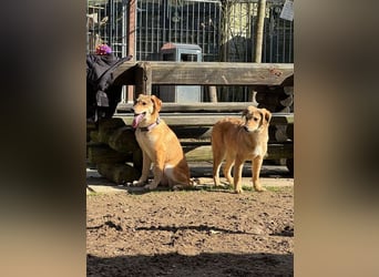 ♥DENNIS♥ auf Pflegestelle bei Köln -süßer, zutraulicher, verspielter kleiner Welpenjunge 39cm