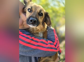 ♥MELLY♥ ab 9. Oktober auf Pflegestelle bei Köln - süße, ganz zutrauliche Hündin 38cm