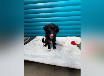 ♥TOKIO♥ auf Pflegestelle bei Köln - zuckersüßer, verspielter kleiner Welpe 28 cm