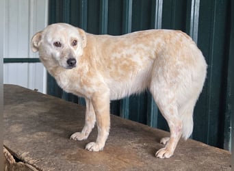 ♥PALOMA♥ neu auf Pflegestelle bei Duisburg - sanfte, ganz liebe, sensible, wunderschöne Hündin 40cm