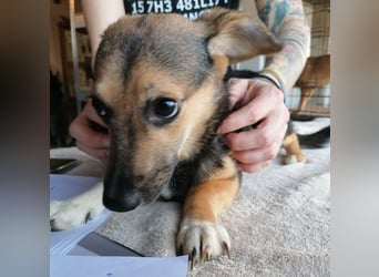⭐️MISSY⭐️, süßer Dackel-Mischling, Hündin, 4 Jahre, 31cm, Mischling, Tierschutz Rumänien