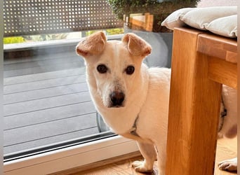 ♥MAMBO♥ auf Pflegestelle in Köln - verschmuster, anhänglicher kleiner Rüde 33 cm