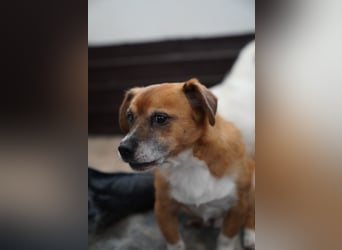 ⭐️TAC⭐️, Zuckerstück, Rüde, 2,5 Jahre, 35 cm, Mischling, Tierschutz Rumänien