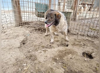 ♥DREAMIE♥ hübsche, sanftmütige, bescheidene Seele von einem Hund 40 cm