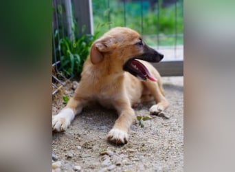 ⭐️THILO⭐️, süßer Welpenjunge, 3 Monate, 30 cm, Mischling, Tierschutz Rumänien