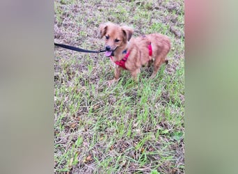 ♥EMMA♥ auf Pflegestelle bei Aachen - tolle kleine Juniorin mit dem süßen Unterbiss 31 cm (wachsend)