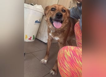 ♥JODY♥ ab 18. Jul auf Pflegestelle bei Köln -süße, zutrauliche und verschmuste kleine Hündin 35-40cm