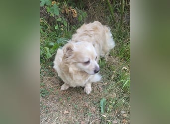 TIC, freundliche Herzenshündin, 2 Jahre, 30 cm, Pflegestelle 53773, Tierschutz Rumänien