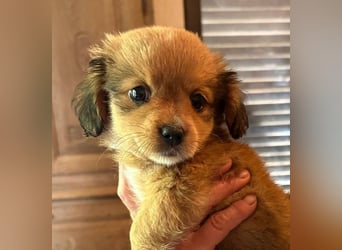 ⭐️Doll⭐️,  tolles Welpenmädchen, Mischling, 3 Monate, 20 cm, Tierschutz Rumänien