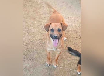 OLLI, lustiges Kerlchen, 1,5 Jahre, 36 cm, Mischling, Pflegestelle Köln, Tierschutz Rumänien