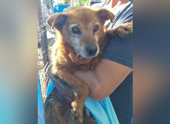 Notfell ⭐️SENORITA⭐️, liebevolle Hunde-Omi, 12 Jahre, 30 cm, Tierschutz Rumänien