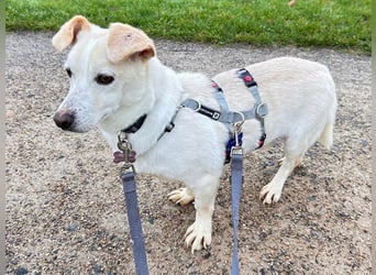 ♥MAMBO♥ auf Pflegestelle in Köln - verschmuster, anhänglicher kleiner Rüde 33 cm