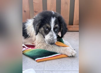 ⭐️ZEUS⭐️, sanfter Welpe, 3 Monate, 30 cm, Mischling, Tierschutz Rumänien