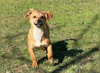 ♥KARA♥ auf Pflegestelle bei Köln - zuckersüße, fröhliche, verspielte Juniorin 30cm - bleibt kleiner