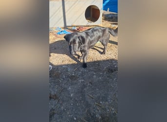 ⭐️MARIUCA⭐️, witzige, kleine Hündin, 3,5 Jahre, 37 cm, Mischling, Tierschutz Rumänien