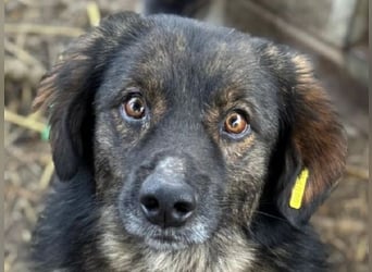 ♥ELIO♥ zauberhafter, anhänglicher, verzweifelter kleiner Rüde, die im Kennel weint 35 cm