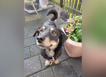 ♥MIMMI♥ neu auf Pflegestelle bei Aachen - ganz süße und zutrauliche Dackel-Mix-Hündin 36 cm