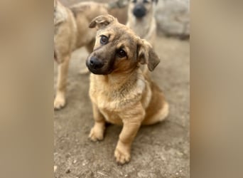 ⭐️PHAJA⭐️, reizendes Mini-Mädchen, Welpe, 10 Monate, 31 cm, Mischling, Tierschutz
