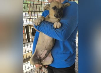 ♥KILA♥ süße, kleine, verspielte, anfangs noch zurückhaltende Junghündin 40 cm