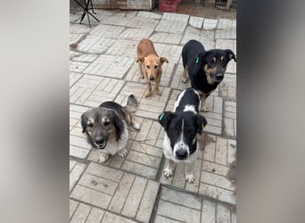 ♥RINGO♥ zuckersüßer, ruhiger kleiner sanfter Schatz 38 cm