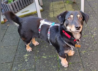 ♥MIMMI♥ neu auf Pflegestelle bei Aachen - ganz süße und zutrauliche Dackel-Mix-Hündin 36 cm