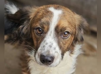 ♥TODDY♥ ab 24.Okt auf Pflegestelle bei Köln- verschmustes, ganz zutrauliches, goldiges Kerlchen 35cm