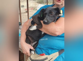 ♥SENNA♥ zuckersüße, liebe, noch unsichere kleine Hündin, die im Tierheim sehr gestresst ist 36 cm