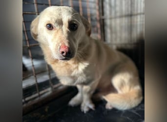 ♥ELIO♥ zarter, sensibler, noch unsicherer Jungrüde mit den großen Knopfaugen 35 cm