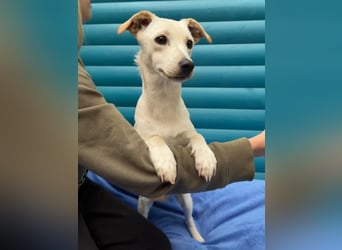 ♥LUNA♥ auf Pflegestelle bei Köln - niedliche, noch unsichere kleine Junghündin 35cm