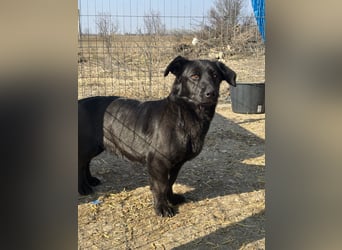 ⭐️MARIUCA⭐️, witzige, kleine Hündin, 3,5 Jahre, 37 cm, Mischling, Tierschutz Rumänien