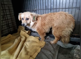 ♥LILO♥ niedliche, zarte kleine Junghündin, die in einer Quarantänebox untergebracht ist 28 cm