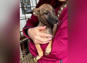 ♥JASCHA♥ neu auf Pflegestelle bei Köln -bezaubernder, verspielter, noch zurückhaltender Welpe 31 cm