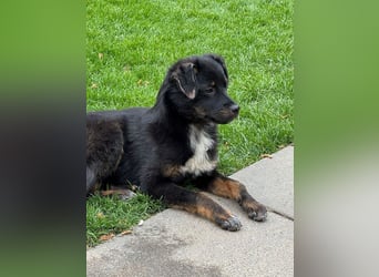 ♥BAMBU♥ auf Pflegestelle bei Köln - entzückendes, aufgewecktes Hundemädchen 37cm (wird mittelgroß)