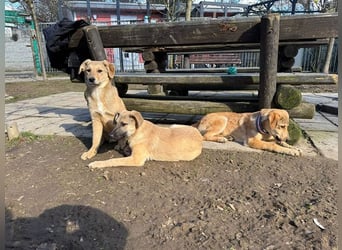 ♥DENNIS♥ auf Pflegestelle bei Köln -süßer, zutraulicher, verspielter kleiner Welpenjunge 39cm