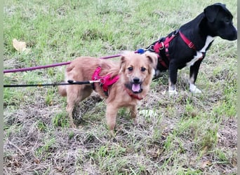 ♥EMMA♥ auf Pflegestelle bei Aachen - tolle kleine Juniorin mit dem süßen Unterbiss 31 cm (wachsend)