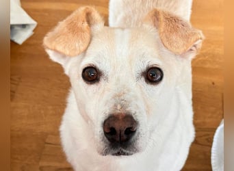 ♥MAMBO♥ auf Pflegestelle in Köln - verschmuster, anhänglicher kleiner Rüde 33 cm