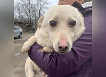 ♥ELIO♥ zarter, sensibler, noch unsicherer Jungrüde mit den großen Knopfaugen 35 cm