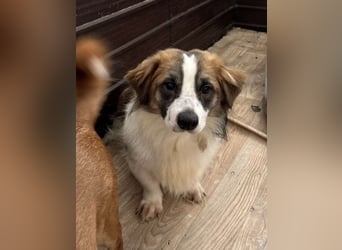 ⭐TOC⭐, süßer Kerl, Rüde, 2 Jahre, 35 cm, Mischling, Tierschutz Rumänien