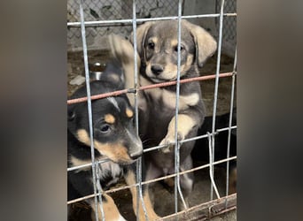 ⭐️Loop⭐️ Herzensbrecher, Welpe, 3 Monate, 18cm, Tierschutz Rumänien