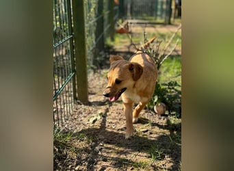 ♥KARA♥ auf Pflegestelle bei Köln - zuckersüße, fröhliche, verspielte Juniorin 30cm - bleibt kleiner