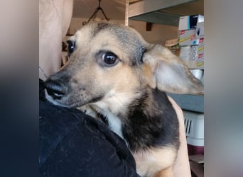 ⭐️MISSY⭐️, süßer Dackel-Mischling, Hündin, 3,5 Jahre, 31cm, Mischling, Tierschutz Rumänien