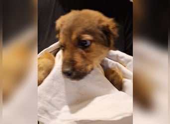 ⭐️TIMMI⭐️, neugieriger Hundejunge, Welpe, 9 Monate, ca. 24 cm, Mischling, Tierschutz Rumänien