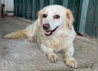 ♥MILLY♥ ab 4. Sep auf Pflegestelle bei Köln-wunderschöne, verschmuste,etwas unterwürfige Hündin 29cm