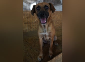 OLLI, lustiges Kerlchen, 1,5 Jahre, 36 cm, Mischling, Pflegestelle Köln, Tierschutz Rumänien