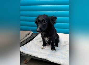 ♥TOKIO♥ auf Pflegestelle bei Köln - zuckersüßer, verspielter kleiner Welpe 28 cm