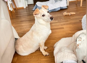 ♥MAMBO♥ auf Pflegestelle in Köln - verschmuster, anhänglicher kleiner Rüde 33 cm