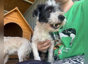 ♥OREO♥ ab 4. Sep auf Pflegestelle bei Köln- süßer, total freundlicher und aufgeschlossener Rüde 28cm