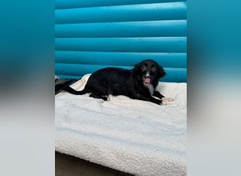 ♥TABU♥ auf Pflegestelle bei Köln - süßer, fröhlicher, verspielter Herzensbrecher 29 cm